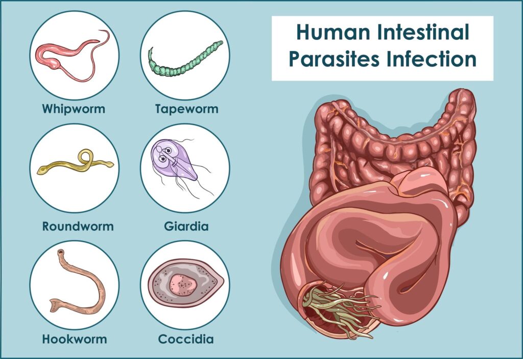 Common Parasite Rips The Face From Your Cells to Wear as a Disguise – ScienceAlert