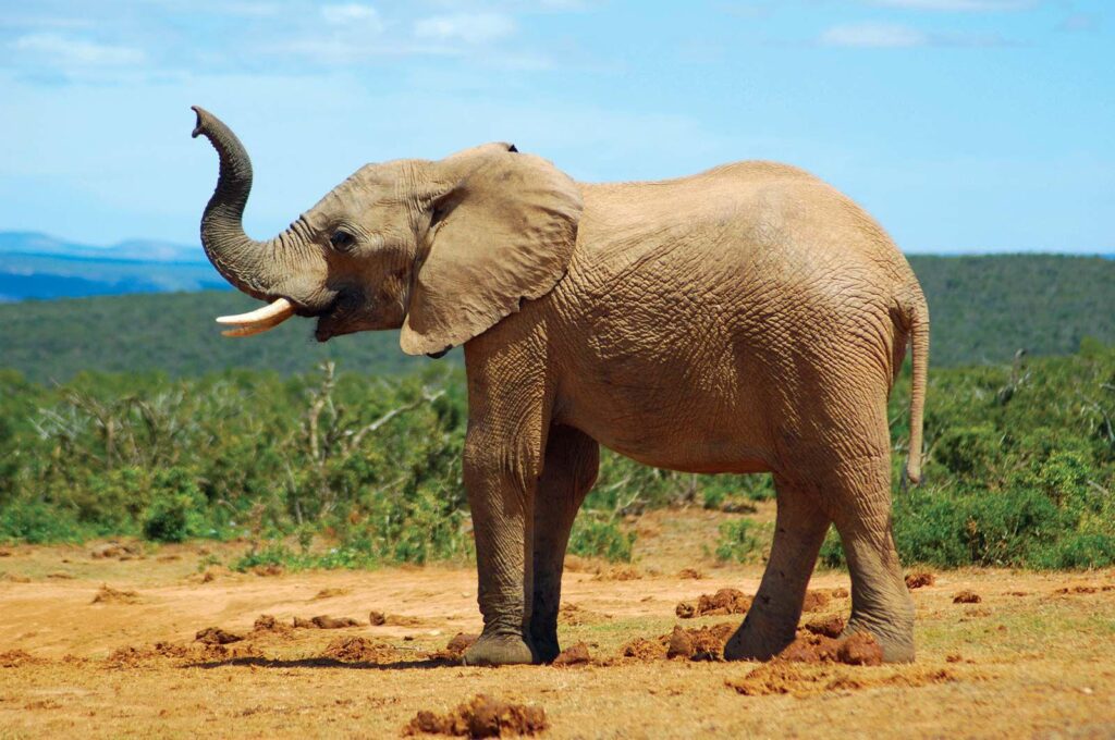 Why do elephants have big ears? – Live Science