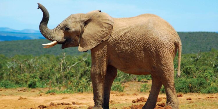 Why do elephants have big ears? – Live Science