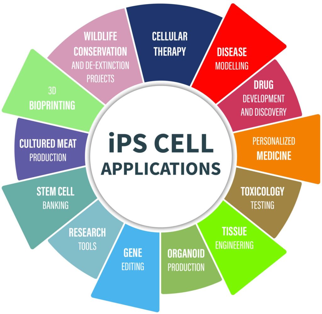 Cellino’s iPSC Manufacturing Technology Receives FDA Advanced Manufacturing Technology (AMT) Designation – Business Wire