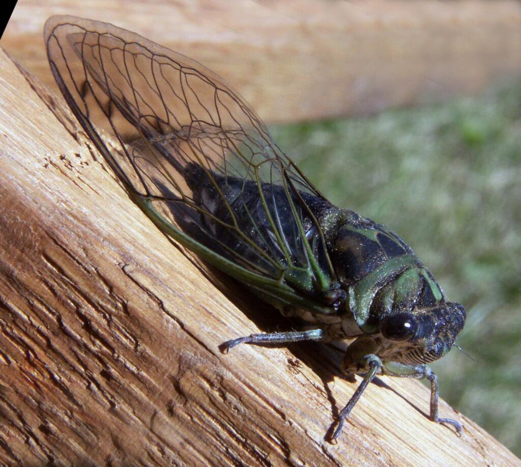 Moment of Science: Cicadas – WTVG