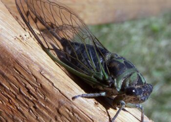 Moment of Science: Cicadas – WTVG