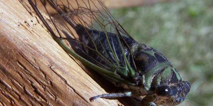 Moment of Science: Cicadas – WTVG