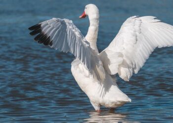 Southern Oregon wins Cascade Conference All-Sports Championship – Rogue Valley Times