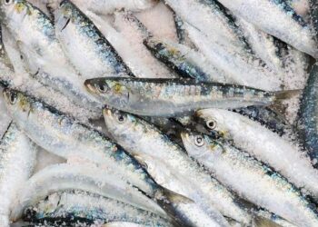 Local fishery science experts speak out on state commission imposing catch limits and regulations on fishermen – WMDT