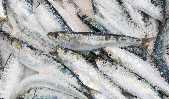 Local fishery science experts speak out on state commission imposing catch limits and regulations on fishermen – WMDT