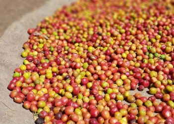 Auditory Processing and Psychosocial Improvements with Remote Microphone Technology: An Evidence Review – The Hearing Review