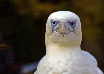 Member States approve WHO Pandemic Agreement in World Health Assembly Committee, paving way for its formal adoption – World Health Organization (WHO)