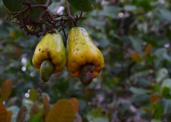 Amazon rainforest adjusts to long-term experimental drought – Nature