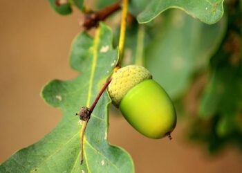 Has The Curse of Oak Island Season 13 Been Canceled or Renewed – Yahoo