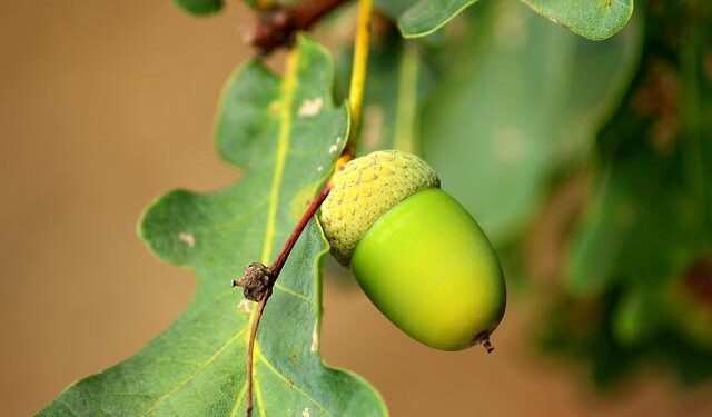 Has The Curse of Oak Island Season 13 Been Canceled or Renewed – Yahoo