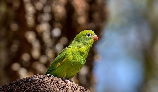 Read the Full ‘Make America Healthy Again’ Report – The New York Times