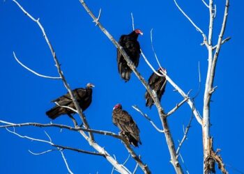 New World drags Hong Kong banks into a loan tango – Reuters