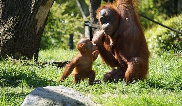 Chimpanzees use medicinal leaves to perform first aid – Frontiers