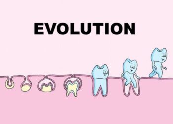 Our teeth evolved from fish ‘body armor’ over 460 million years, scientists discover – Live Science