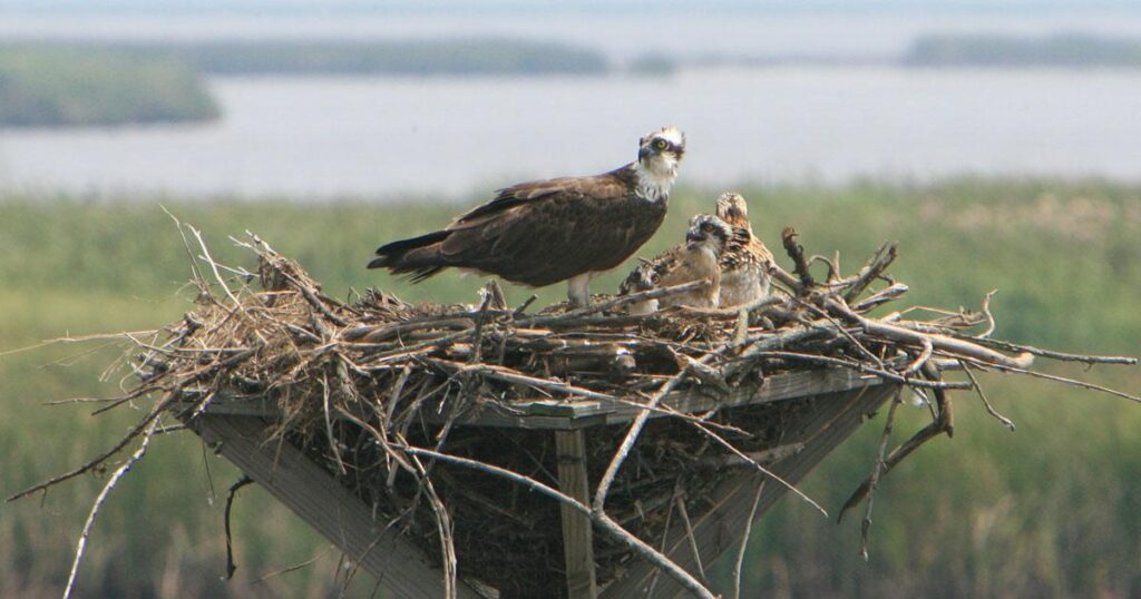 Osprey nest welcomes new hatchlings; check out the story, live cam! – KOAM News Now