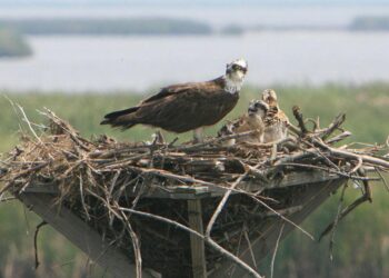 Osprey nest welcomes new hatchlings; check out the story, live cam! – KOAM News Now