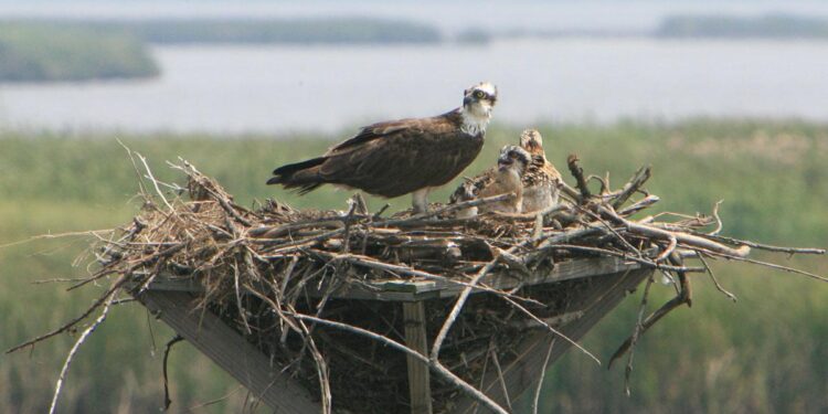 Osprey nest welcomes new hatchlings; check out the story, live cam! – KOAM News Now