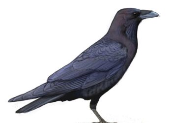 Raven’s R&B science fiction evokes a San Francisco that still could be – 48 Hills