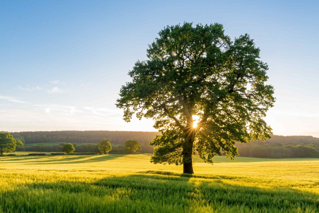 If a Tree Falls in the Forest, Was it a Pine? UVA Researchers Can Make a Good Guess – UVA Today