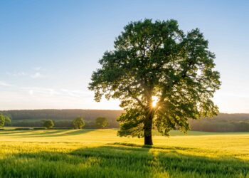 If a Tree Falls in the Forest, Was it a Pine? UVA Researchers Can Make a Good Guess – UVA Today