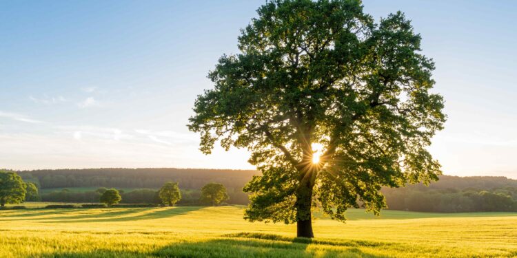 If a Tree Falls in the Forest, Was it a Pine? UVA Researchers Can Make a Good Guess – UVA Today