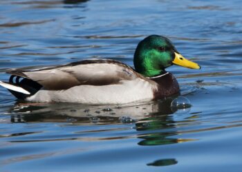 OKC Bound! Ducks Reach Women’s College World Series – University of Oregon Athletics
