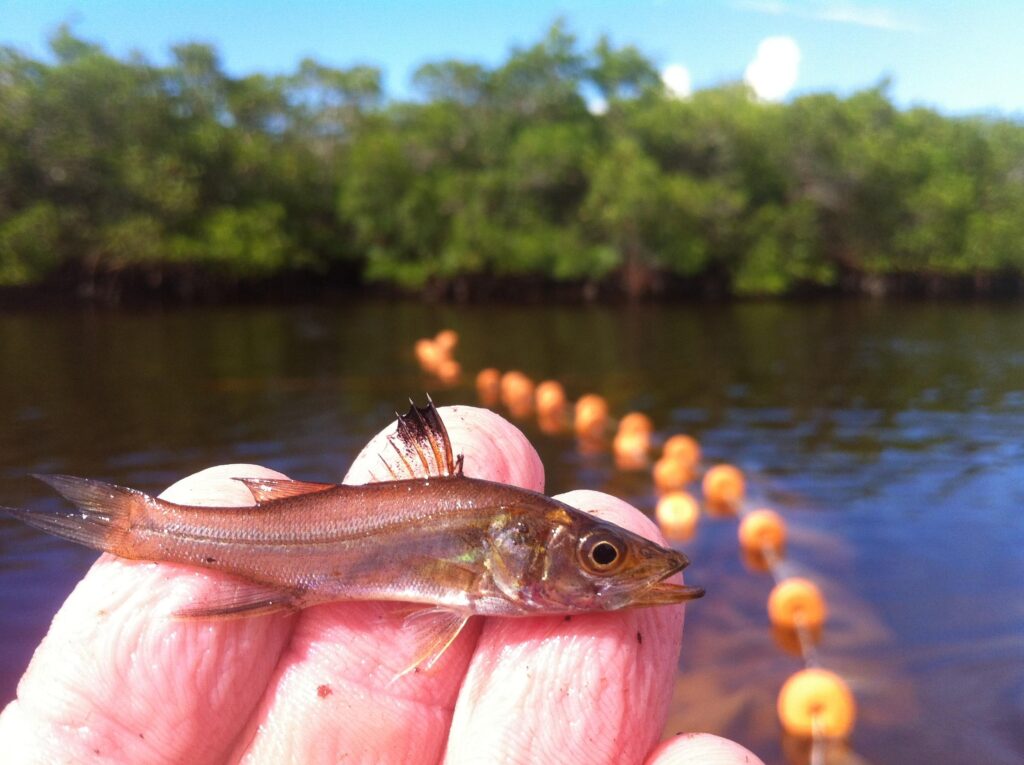 Mote releases record number of juvenile snook in Sarasota County waters – Sarasota Herald-Tribune