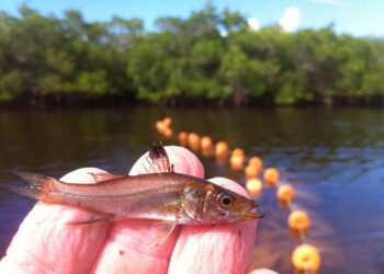 Mote releases record number of juvenile snook in Sarasota County waters – Sarasota Herald-Tribune