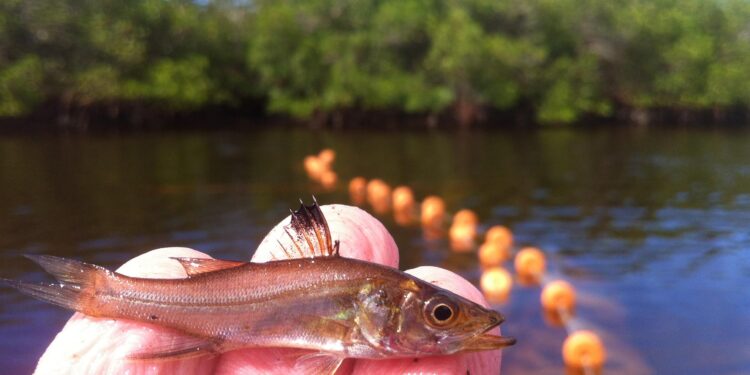 Mote releases record number of juvenile snook in Sarasota County waters – Sarasota Herald-Tribune