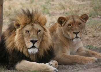 Some of the greatest Lions, Tigers, Pistons, Red Wings to converge at sports con – MLive.com