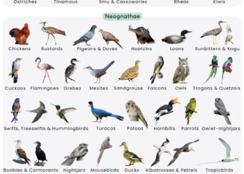 Even birds can’t out-fly climate change – Phys.org