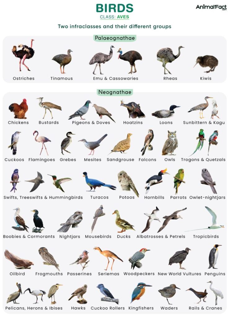 Even birds can’t out-fly climate change – Phys.org