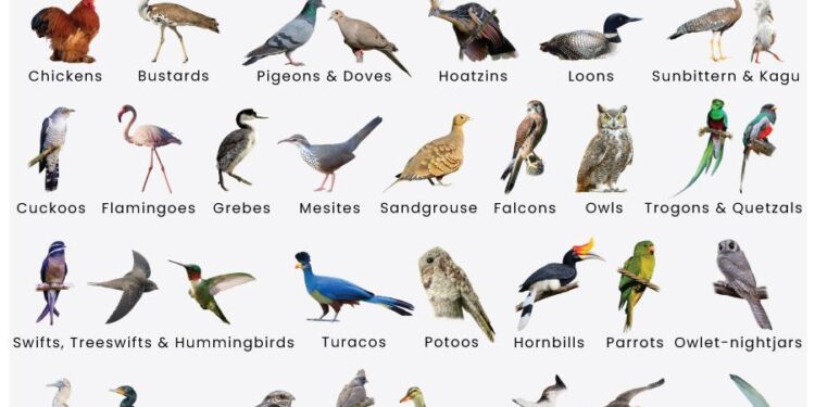 Even birds can’t out-fly climate change – Phys.org