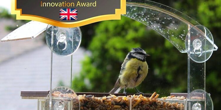 Bird feeders have caused a dramatic evolution of California hummingbirds – Science | AAAS