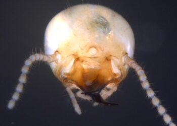 The World’s Most Destructive Termites Are Taking Over Florida: How You Can Protect Your Home, According to Exterminators – Yahoo