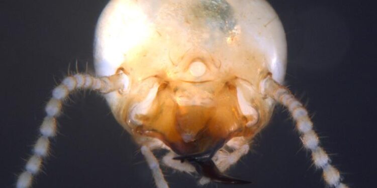The World’s Most Destructive Termites Are Taking Over Florida: How You Can Protect Your Home, According to Exterminators – Yahoo