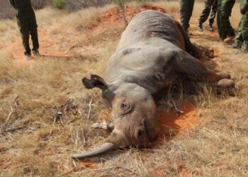 Can science revive dead rhinos? The answer may shock you – Times of India