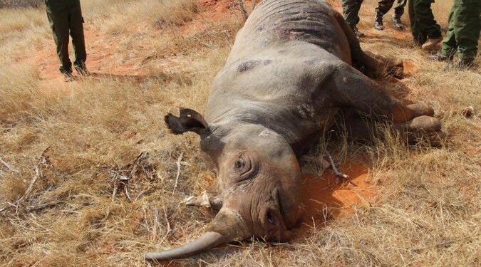 Can science revive dead rhinos? The answer may shock you – Times of India