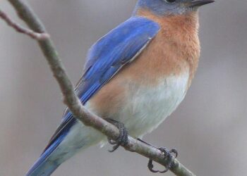 Some birds are left behind in a race to beat the heat – Nature