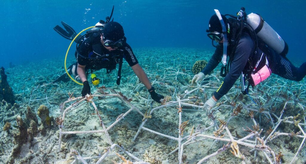 Restoration cannot be scaled up globally to save reefs from loss and degradation – Nature