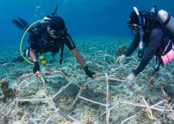 Restoration cannot be scaled up globally to save reefs from loss and degradation – Nature