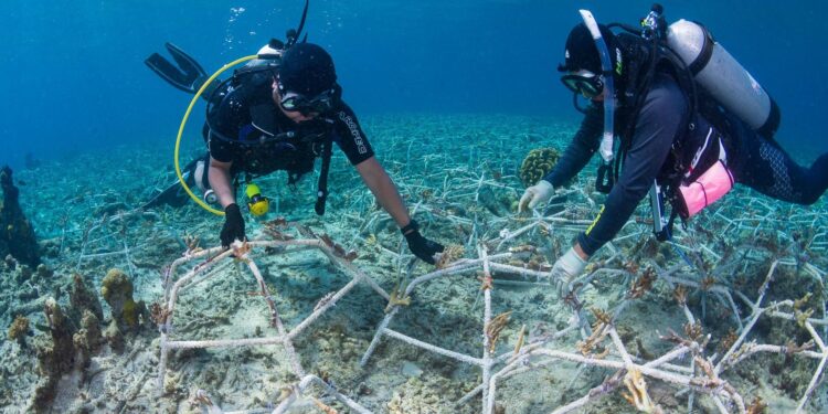 Restoration cannot be scaled up globally to save reefs from loss and degradation – Nature