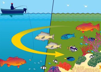 From Eggs To Fingerlings, Wyoming Students Dive Into The World Of Fish Conservation – KGAB