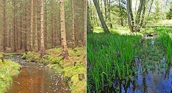 Ecological Restoration Service Market to Reach USD 87.9 Bn by 2031, Growing at 9.4% CAGR – openPR.com