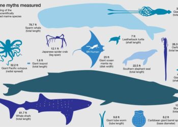 Groundbreaking study maps the movements of marine megafauna – EurekAlert!