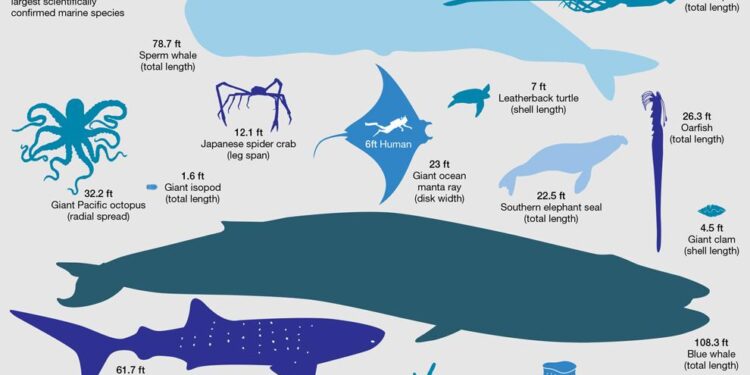 Groundbreaking study maps the movements of marine megafauna – EurekAlert!