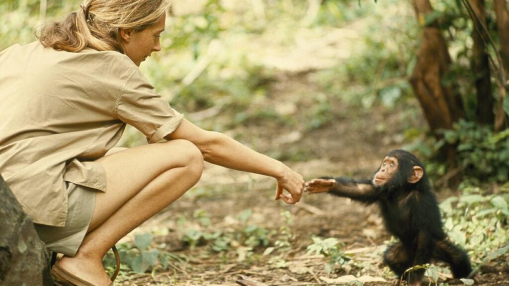Jane Goodall: ‘We must let local wisdom and science be ou… – observer.co.uk