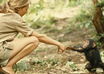 Jane Goodall: ‘We must let local wisdom and science be ou… – observer.co.uk