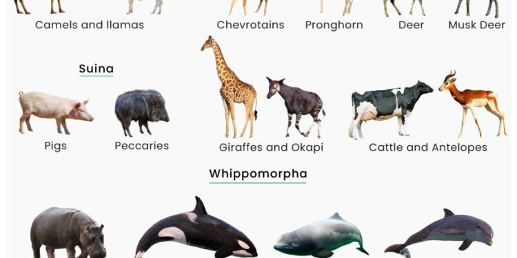 Two major ecological shifts shaped 60 million years of ungulate faunal evolution – Nature